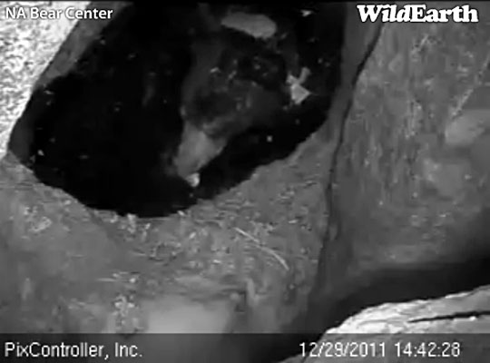 Lily licking Faith - Dec 29, 2011