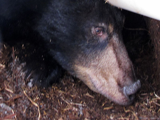 Lily_long_nose_-_20110310