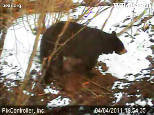 Lily_near_den_-_20110404_195435