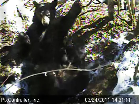 Lily_nursing_Faith_outside_den_-_20110324_143111