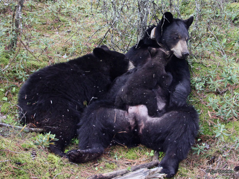 Lily_nursing_Hope_and_Faith_-_20110529