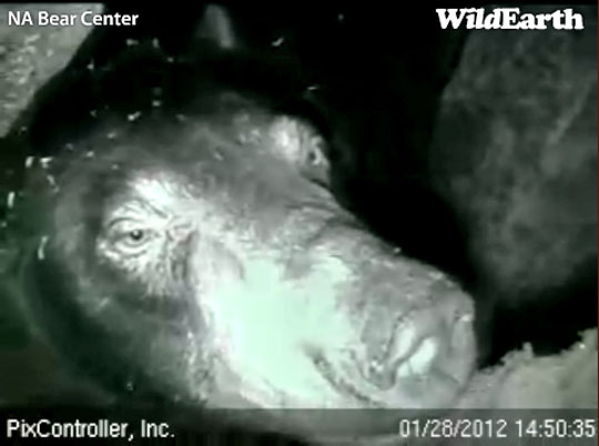 Lily reaches up to lick snow - Jan 28, 2012