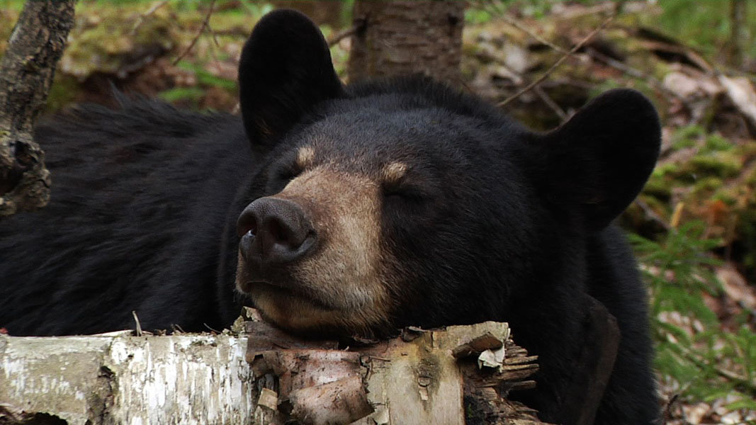 Lily_resting_head_on_log_-_20110520