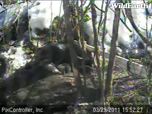 Lily_sleeping_outside_den_with_cubs_-_20110329_155227