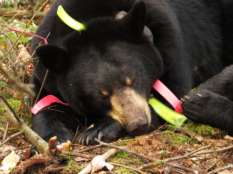 Lily snoozing_-_20110928