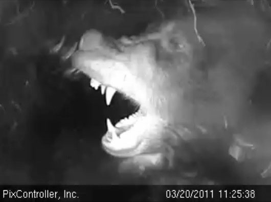 Lily_teeth_-_20110320_112538