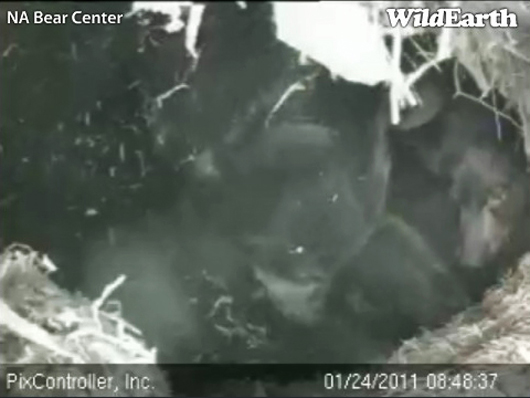 Lily_tends_cub_as_Hope_looks_on_-_20110124_084837