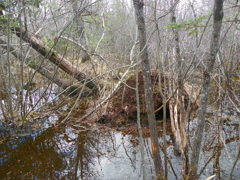 Lilys_den_-_20110506