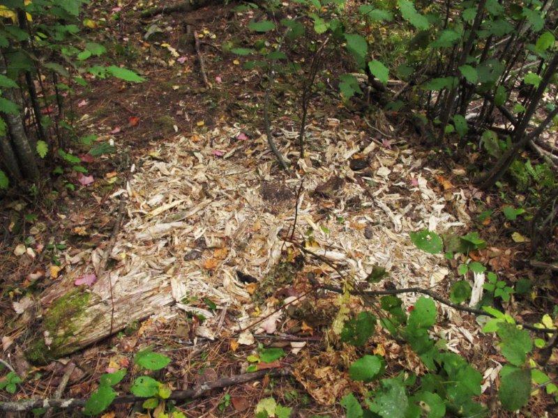 Log_shredded_by_bear_9-18-11