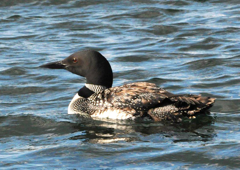 Loon - Aug 7, 2012
