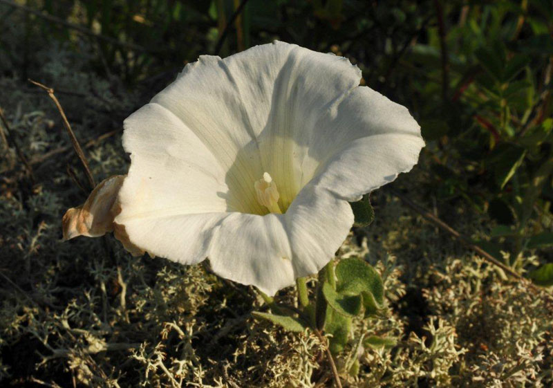 Low bindweed - June 7, 2012