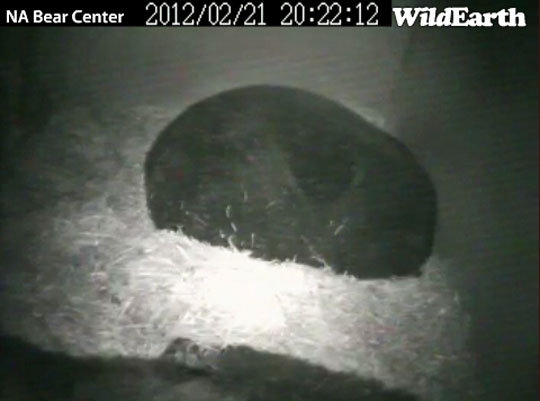 Lucky back in the den with Honey - Feb 21, 2012