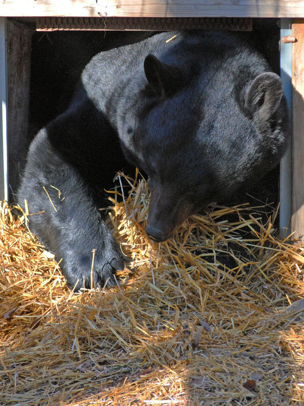 Lucky rakes bedding - Oct 30, 2012