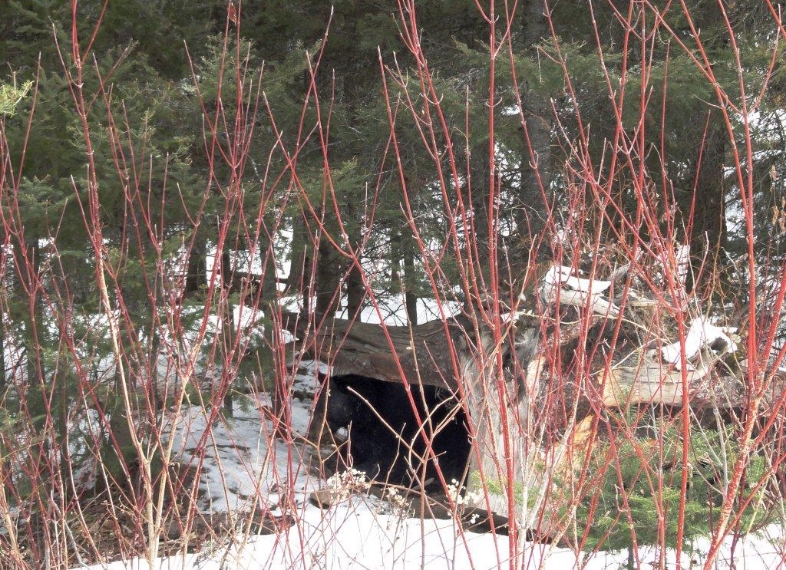 Lucky's new den - Feb 20, 2012