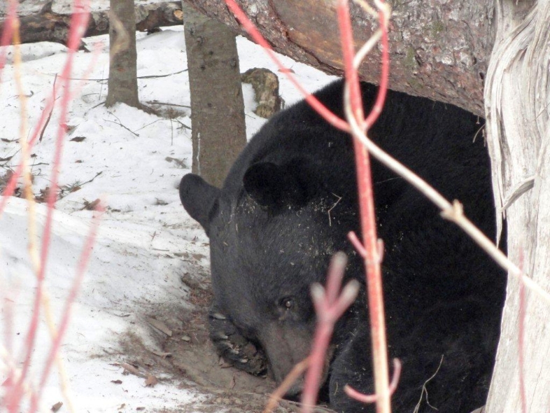 Lucky's new den - Feb 20, 2012