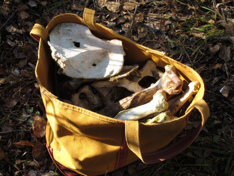 bear bones - note scapula with 2 holes