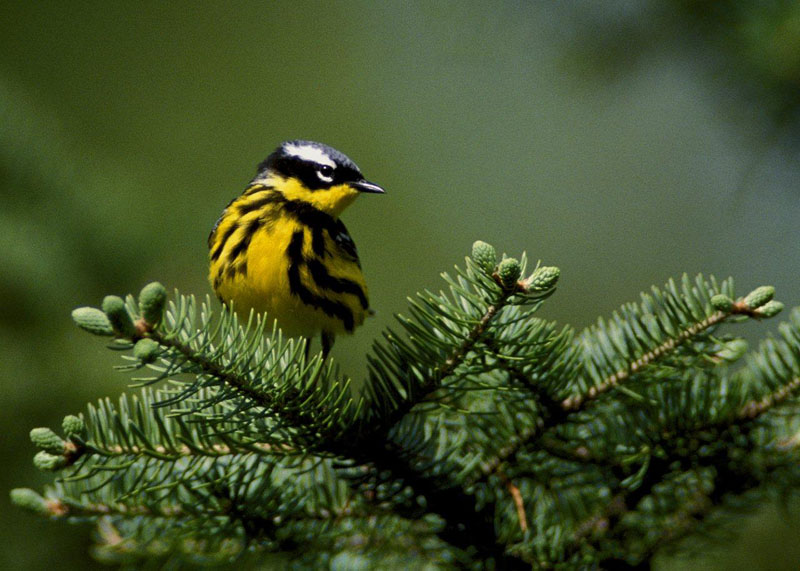 Magnolia_warbler_on_spruce_branch