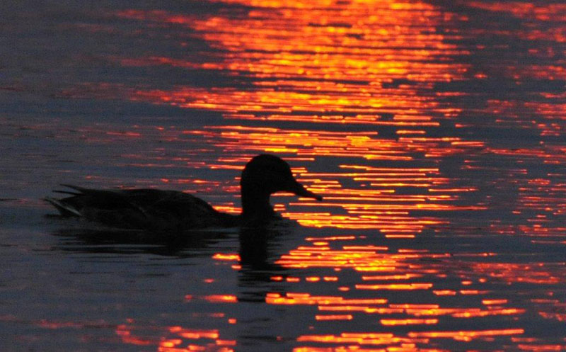 Mallard at dawn - Aug 30, 2012