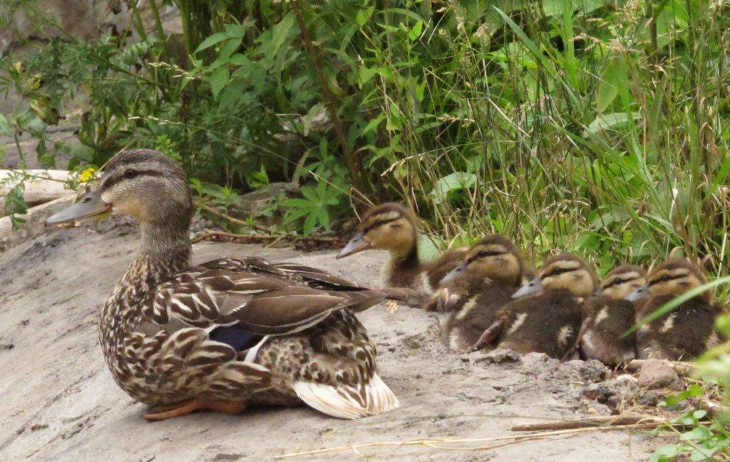 Mallard with 5 ducklings - Aug 2, 2012