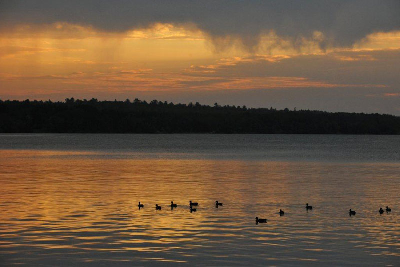 Mallards at dawn - Aug 30, 2012