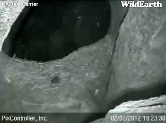 A vole in Lily's den - Feb 2, 2012