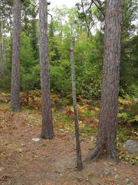 Marking_tree_dead_9-18-11