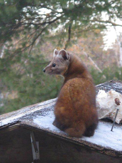 bob-tailed pine marten 2012