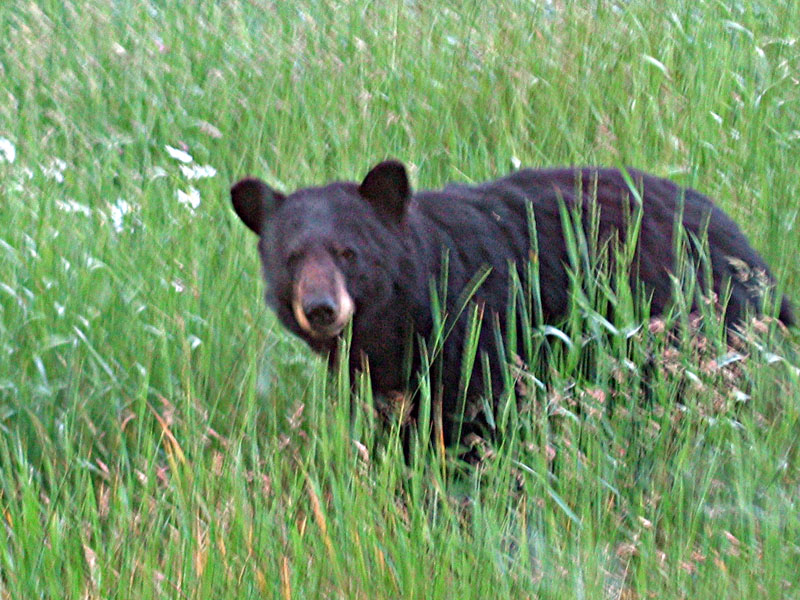 Midge - July 1, 2004