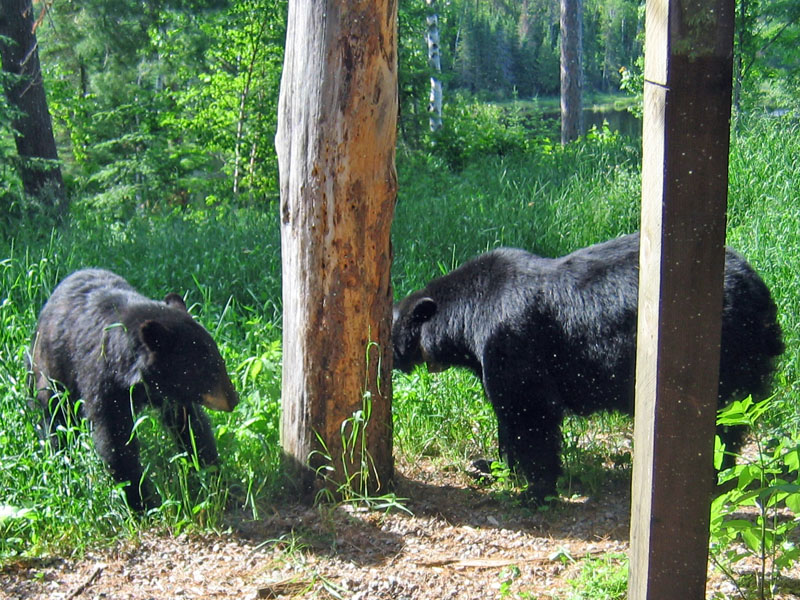 21-year-old Midge (left) and 7-year-old Blackheart - July 1, 2004