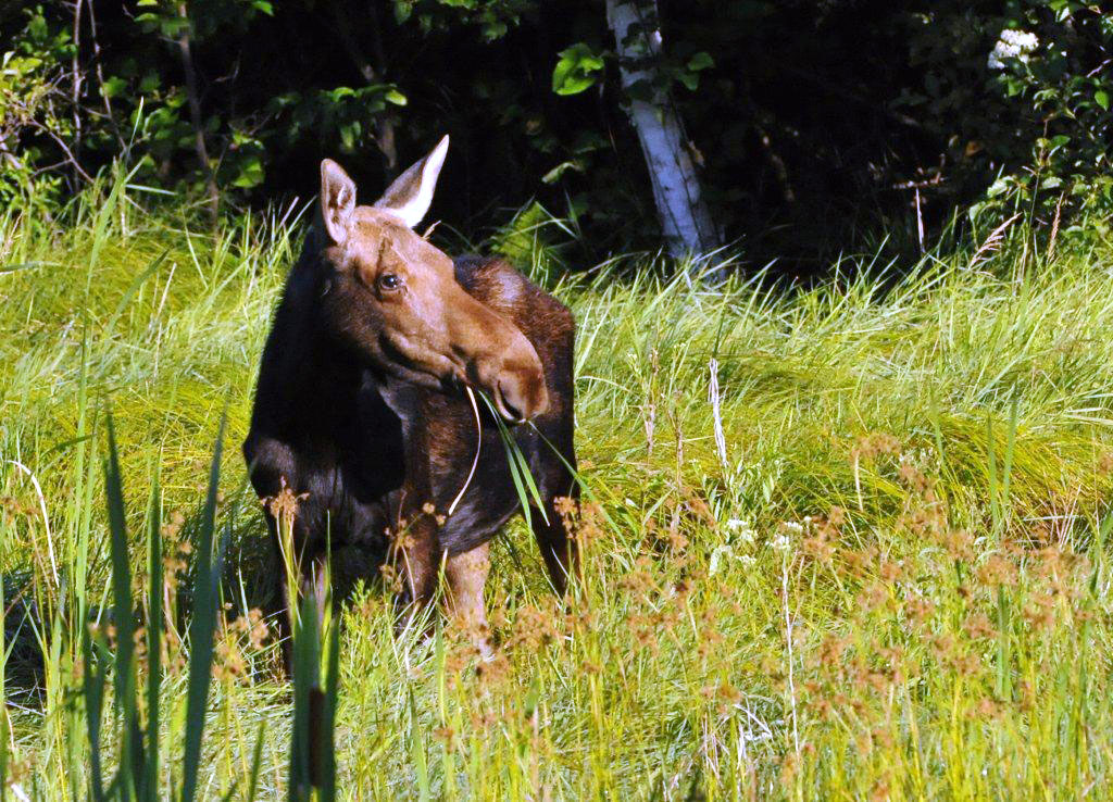 Moose cow eating cattails - Aug 2, 2012