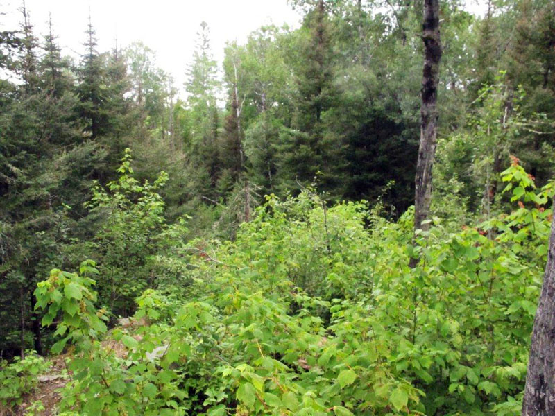 NABC bear enclosure from the back - July 25, 2012