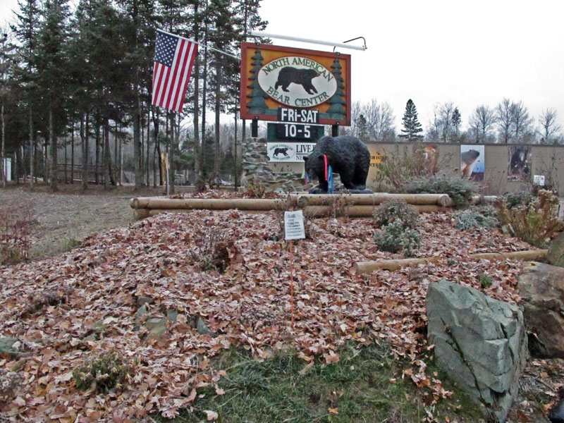 Oak leaf mulch for newly planted bulbs - Nov 4, 2012
