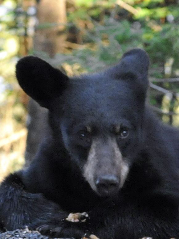 Oliana - July 7, 2012