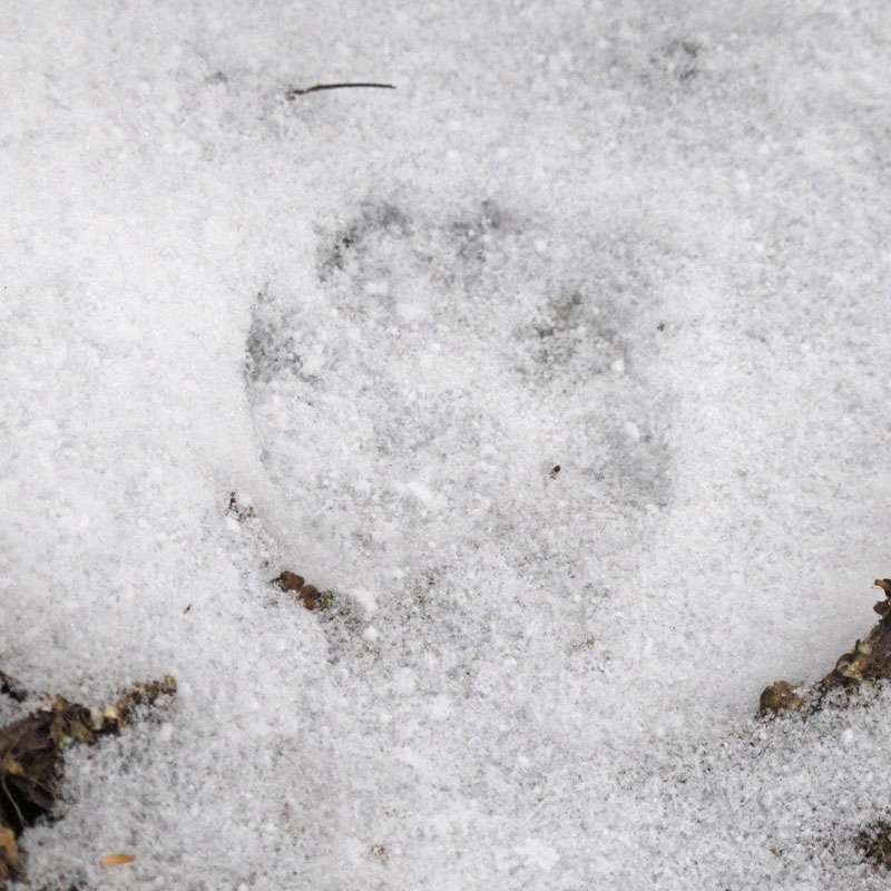 Otter track_-_20111225