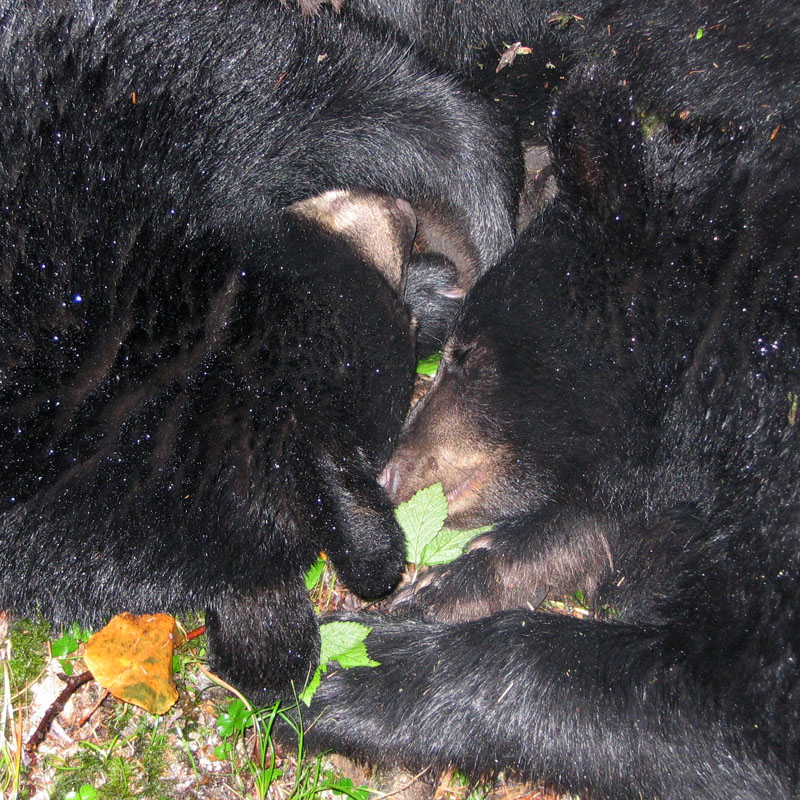 Tired cubs - Sept 24, 2005