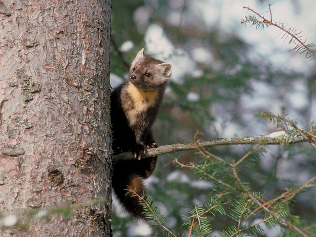 Pine Marten_on_white_spruce