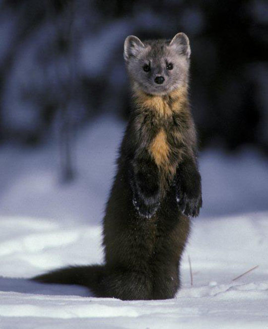 pine marten