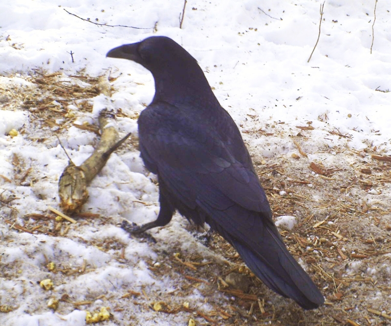 Raven - Feb 15, 2012