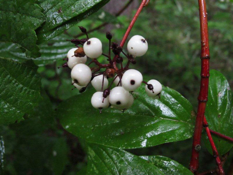 Red-osier_dogwood_berries_8-9-11