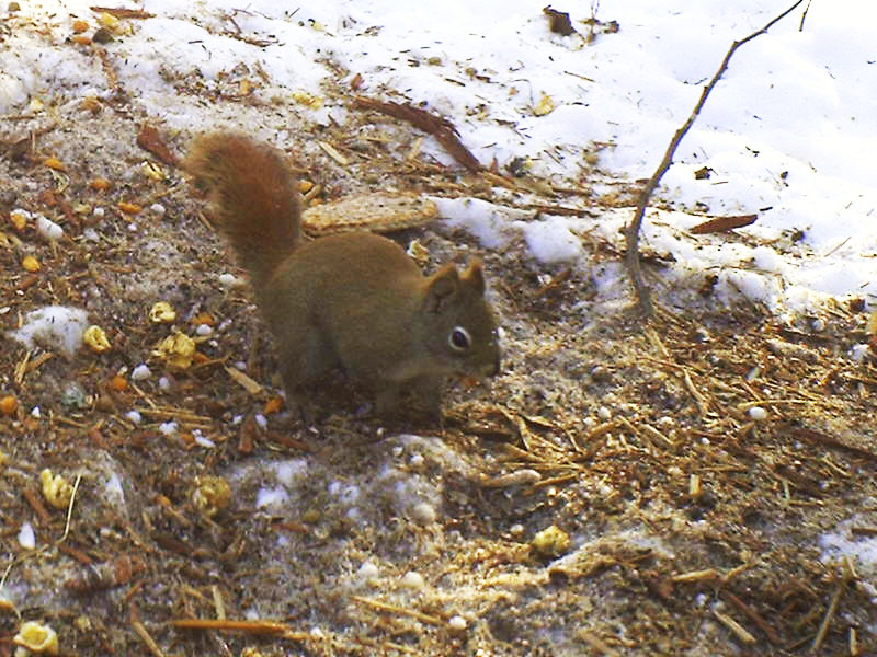 Red Squirrel - Feb 14, 2012