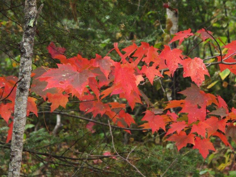 Red_maple_leaves_9-18-11