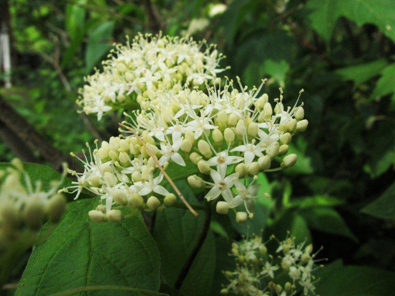 Round-leafed_dogwood_blossoms_6-26-11