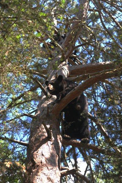 Shadow__3_cubs_7-14-11