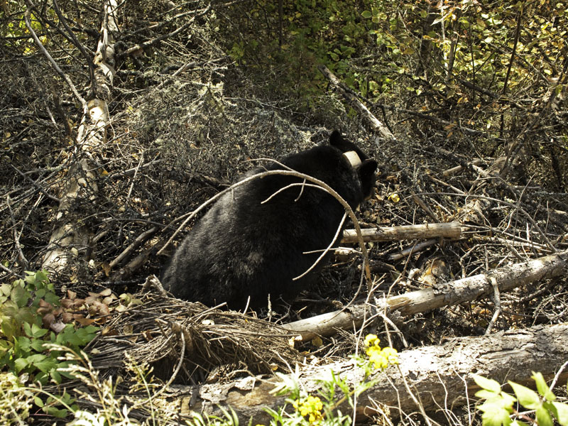 Sharon climbs out of den - Sept 24, 2012