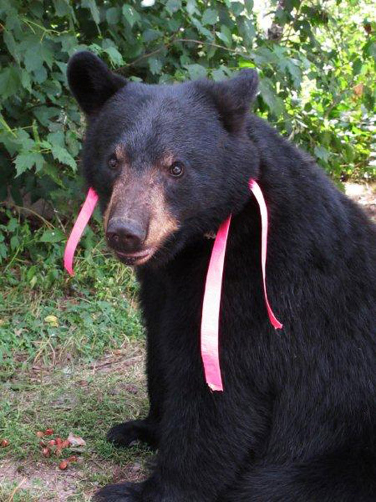 Sharon_with_ribbons_-_20110819