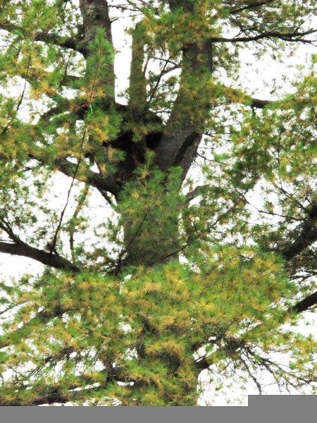 Shirley_in_wp_crotch_9-18-11