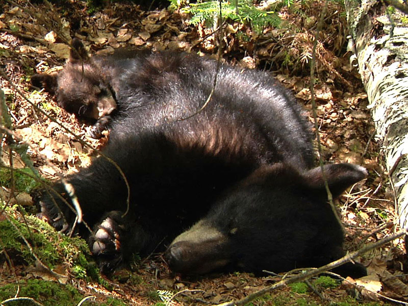 Sleeping_Sisters_-_20110531
