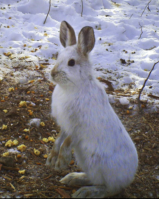 Snowshoe hare - Feb 14, 2012
