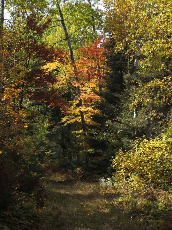 Soudan Underground_Mine_State_Park_trail_-_20110928