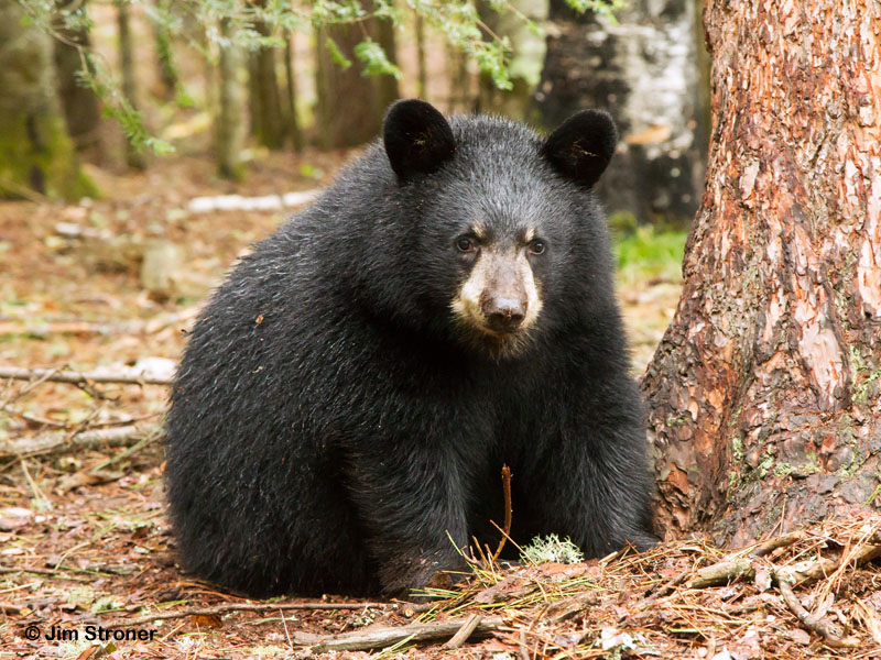 Sybil - Sept 8, 2012